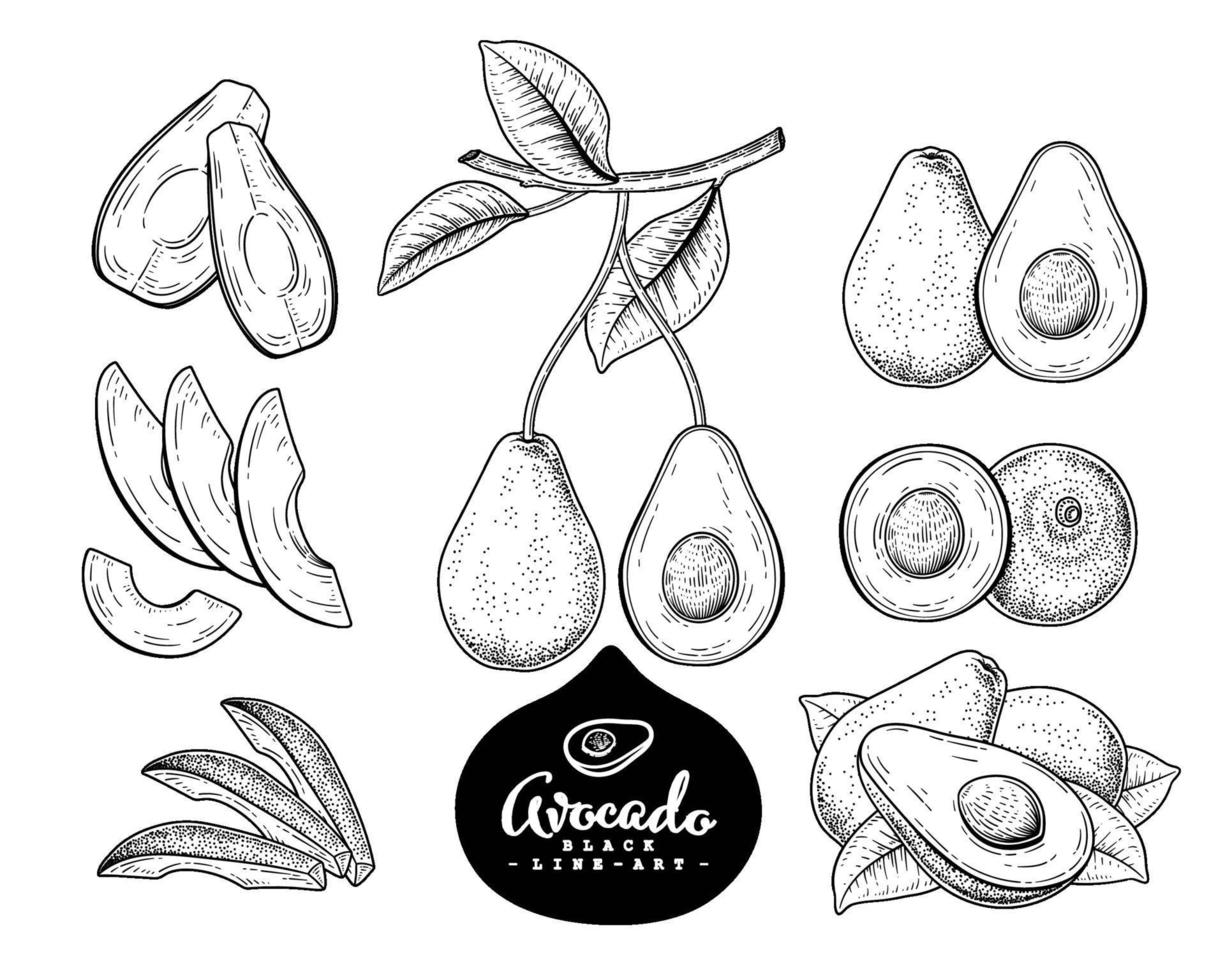 Vector Sketch avocado fruit Hand Drawn Botanical decorative set