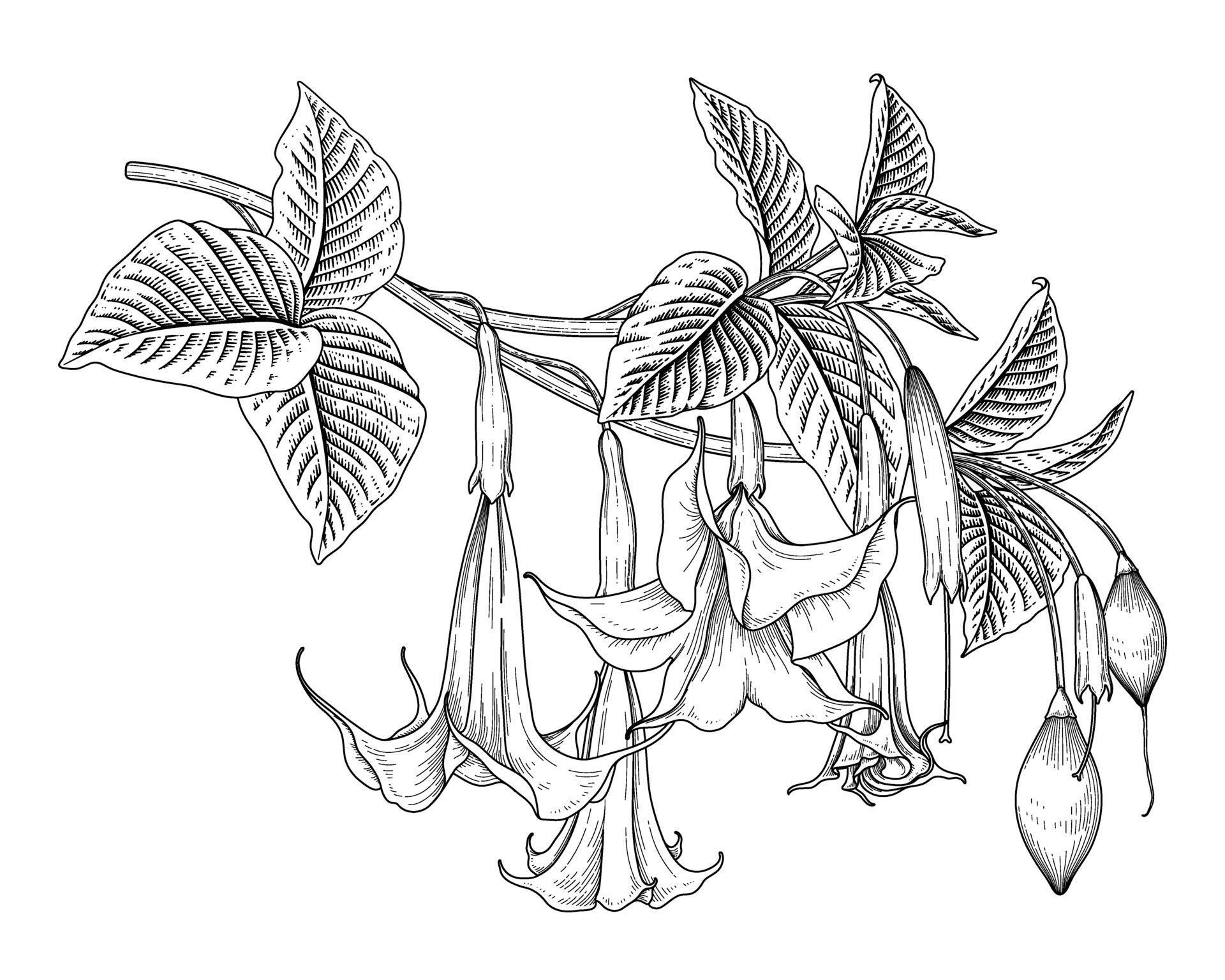Angel's Trumpet flower or Brugmansia drawings 2013528 Vector Art at