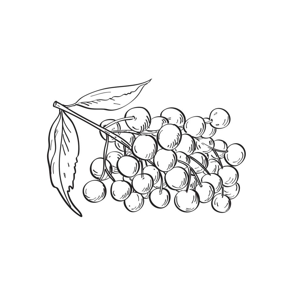 Fruit of Elder Elderberry or Sambucus Line Art Drawing Black and White vector