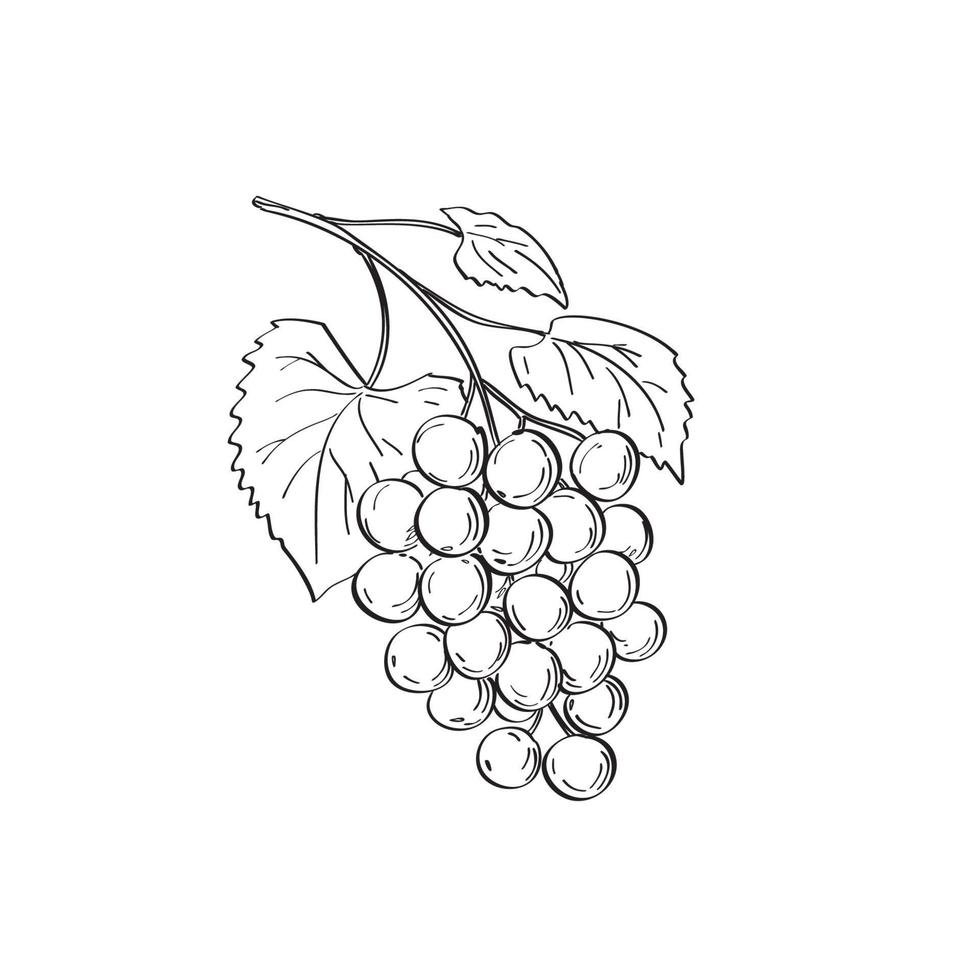 Fruit of Muscadine Grapes or Vitis Rotundifolia a Grapevine Species Line Art Drawing Black and White vector