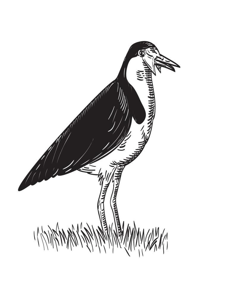 Spur-Winged Plover or Masked Lapwing Standing Woodcut Black and White vector