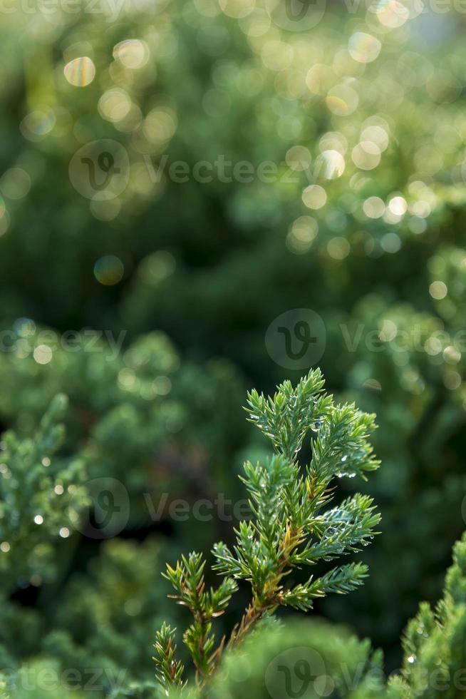 Textura de fondo de musgo verde hermosa en la naturaleza foto