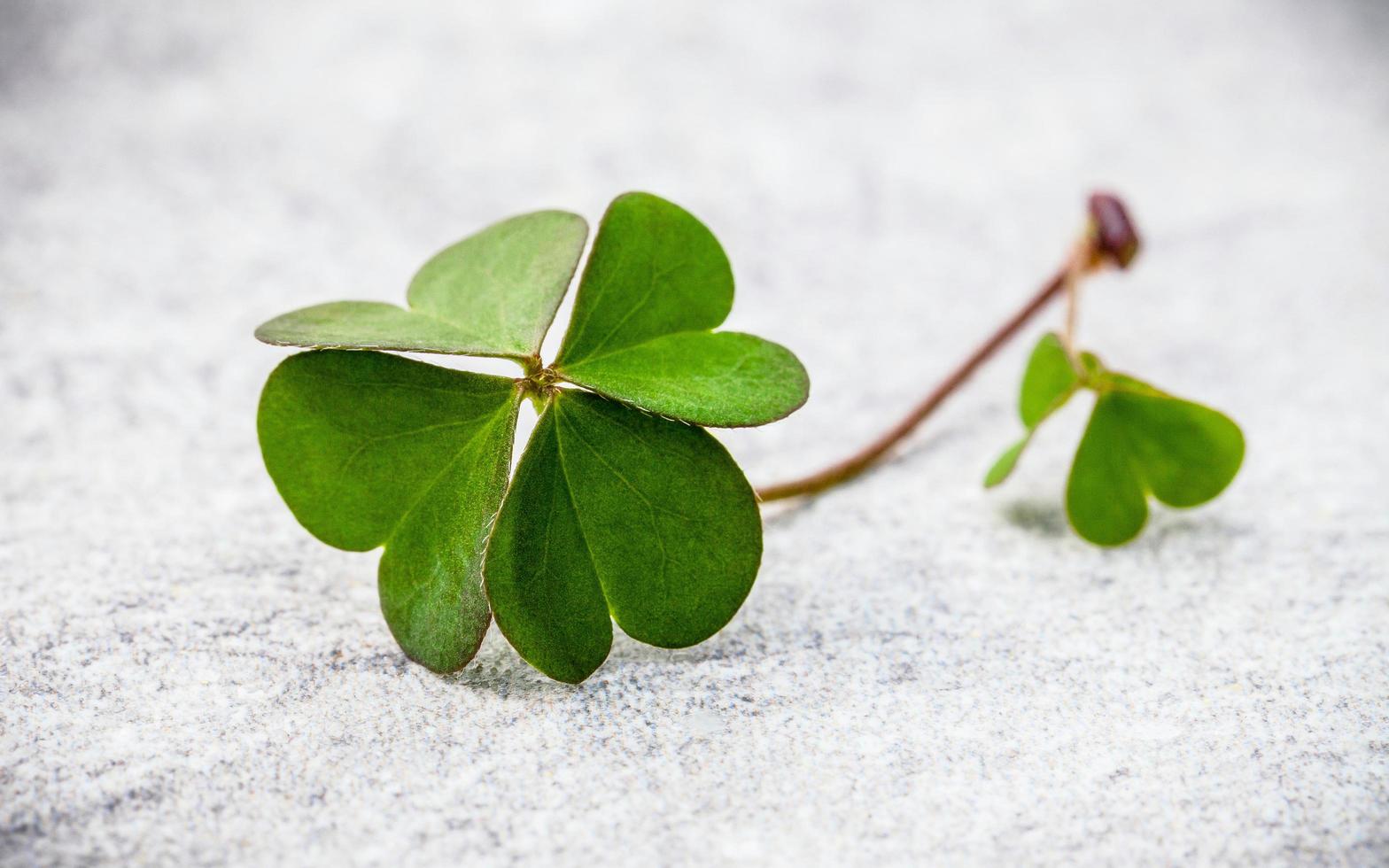 Clover on concrete photo