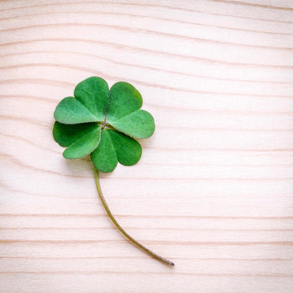 Clovers on stone photo