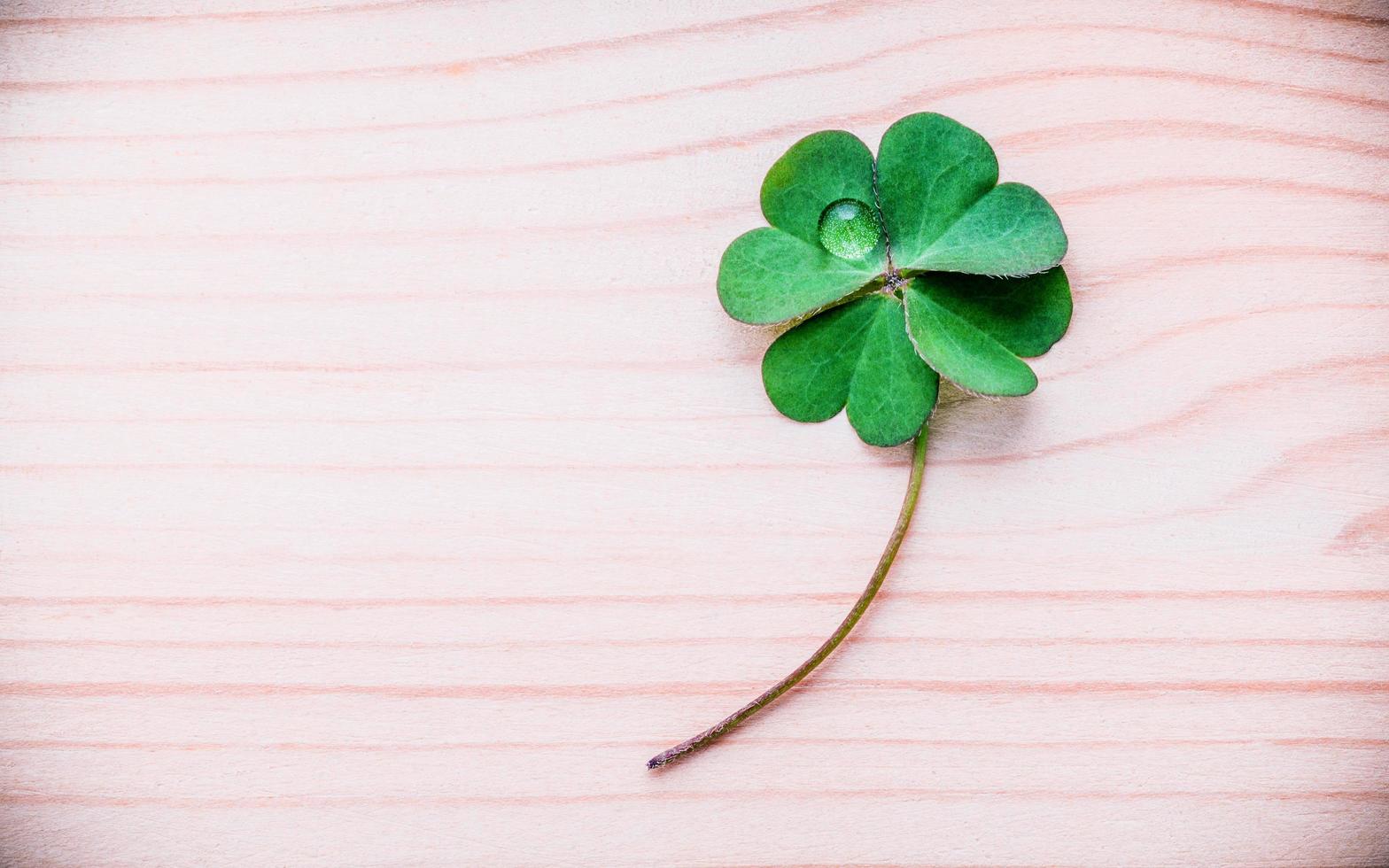 Clover on wood photo