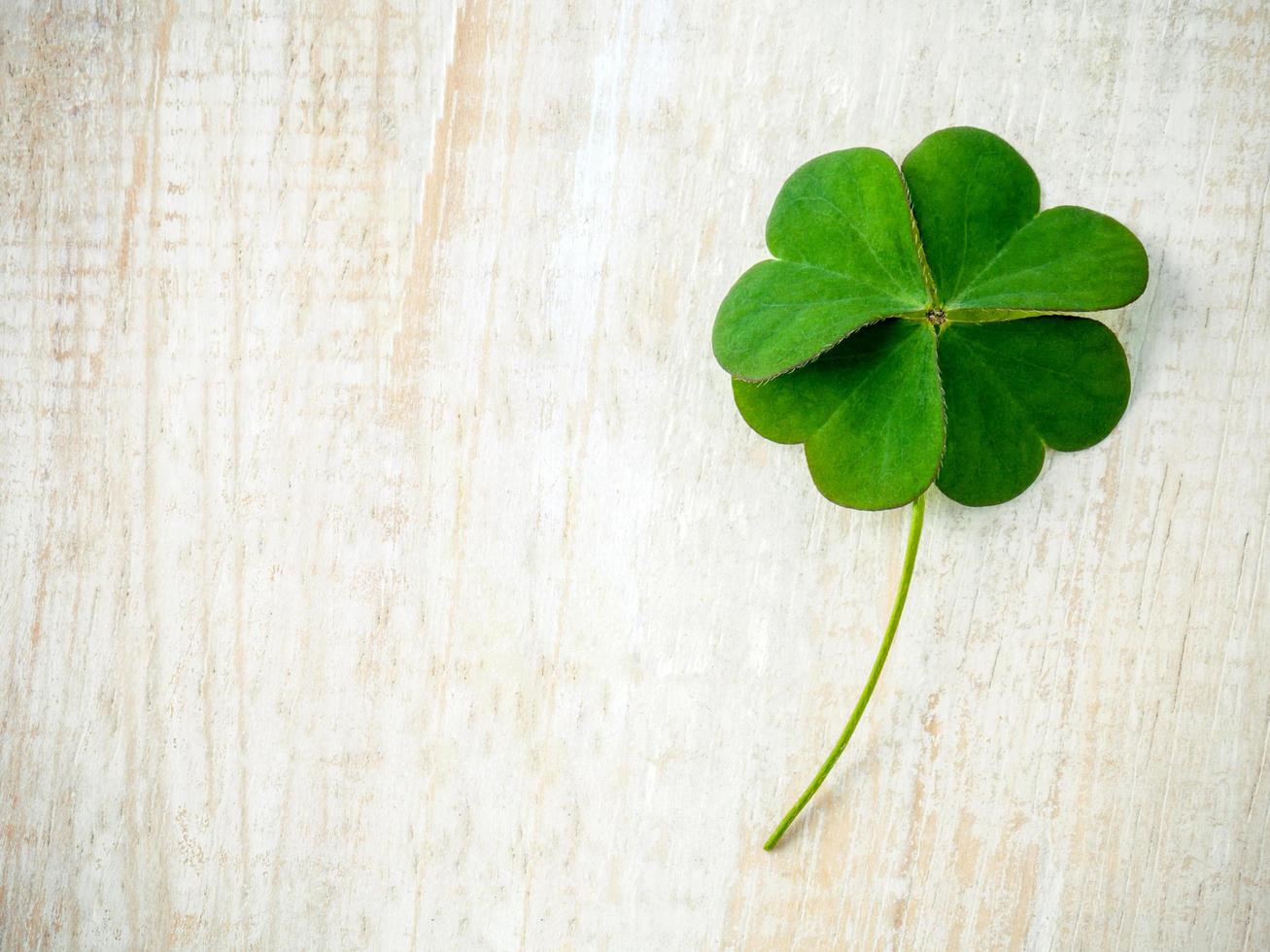 Clover on shabby wooden background with copy space photo