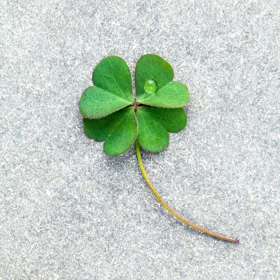Clovers on gray background photo