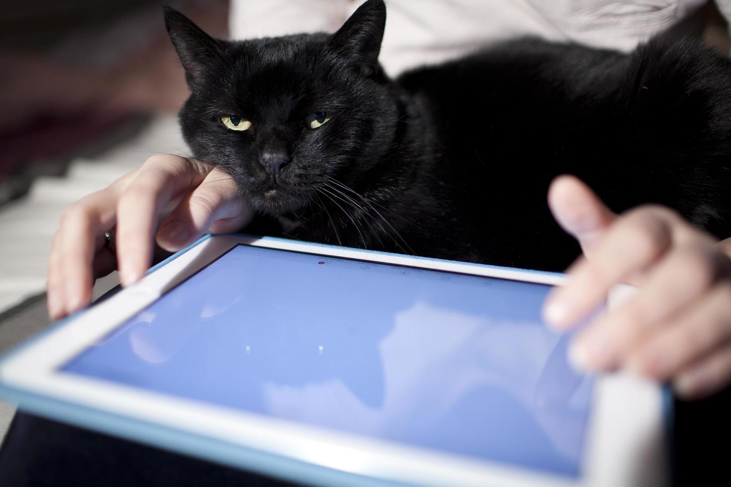 gato en el regazo de una persona con una tableta en blanco foto