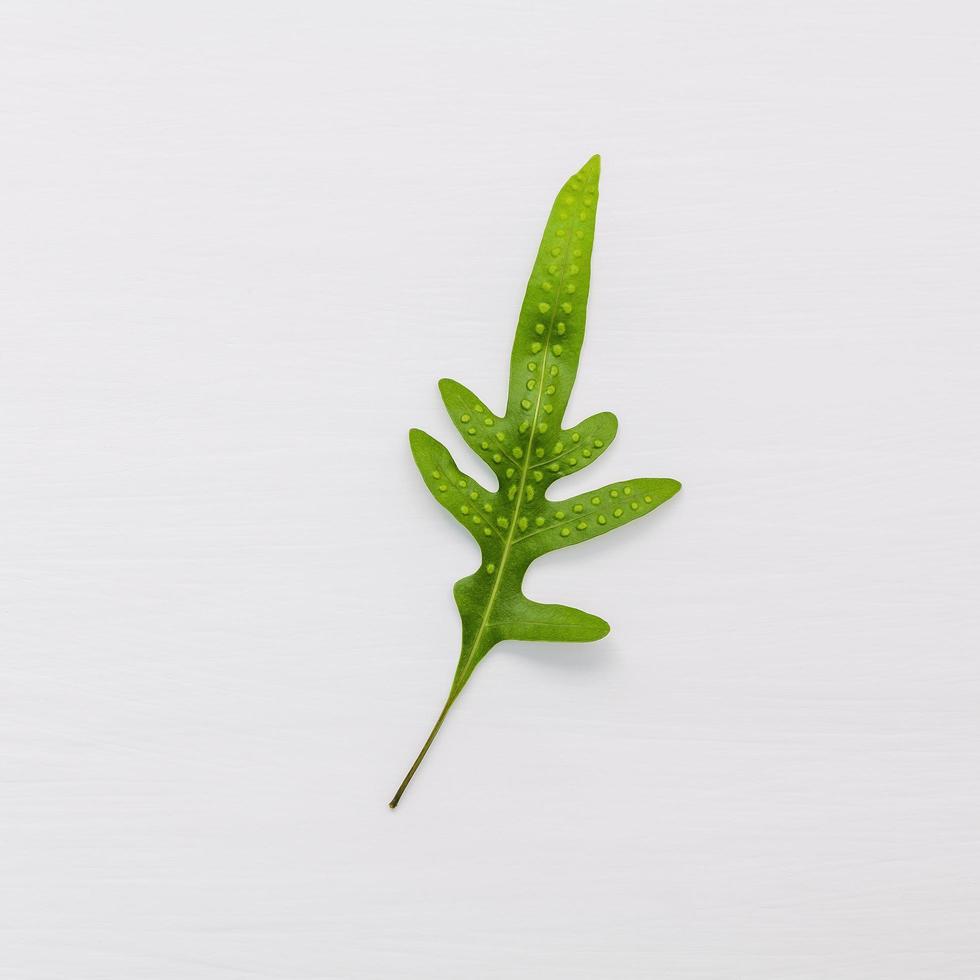 Green leaves on a white background photo