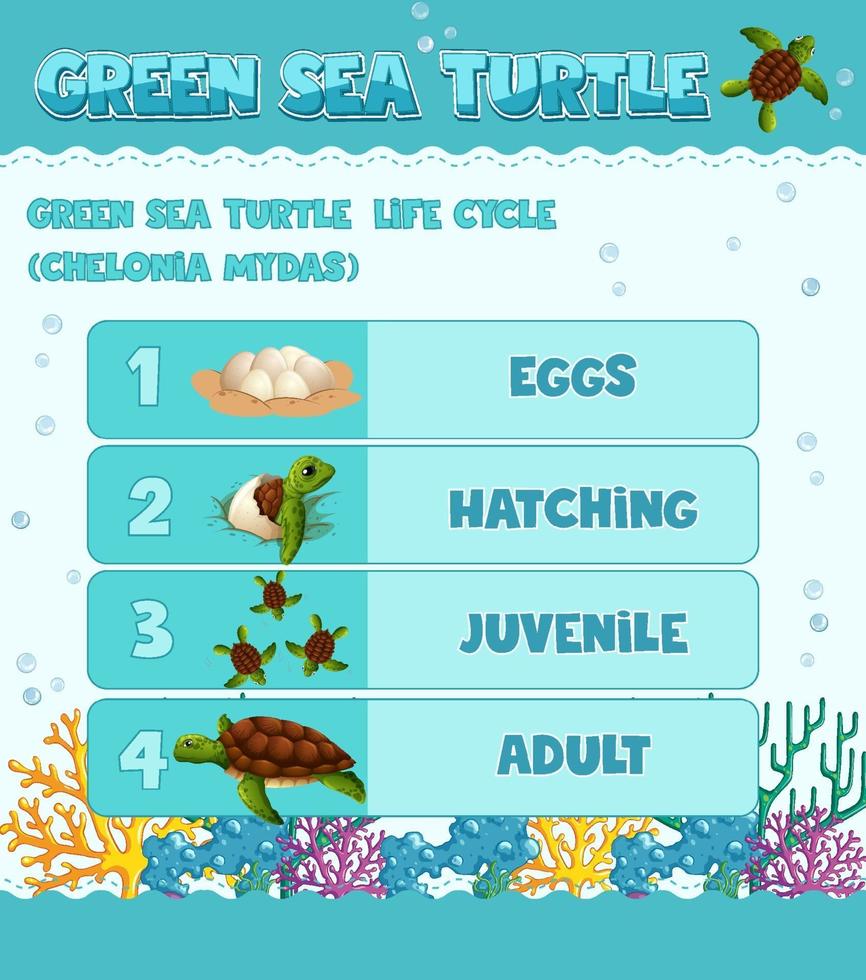 Diagram showing life cycle of Turtle vector