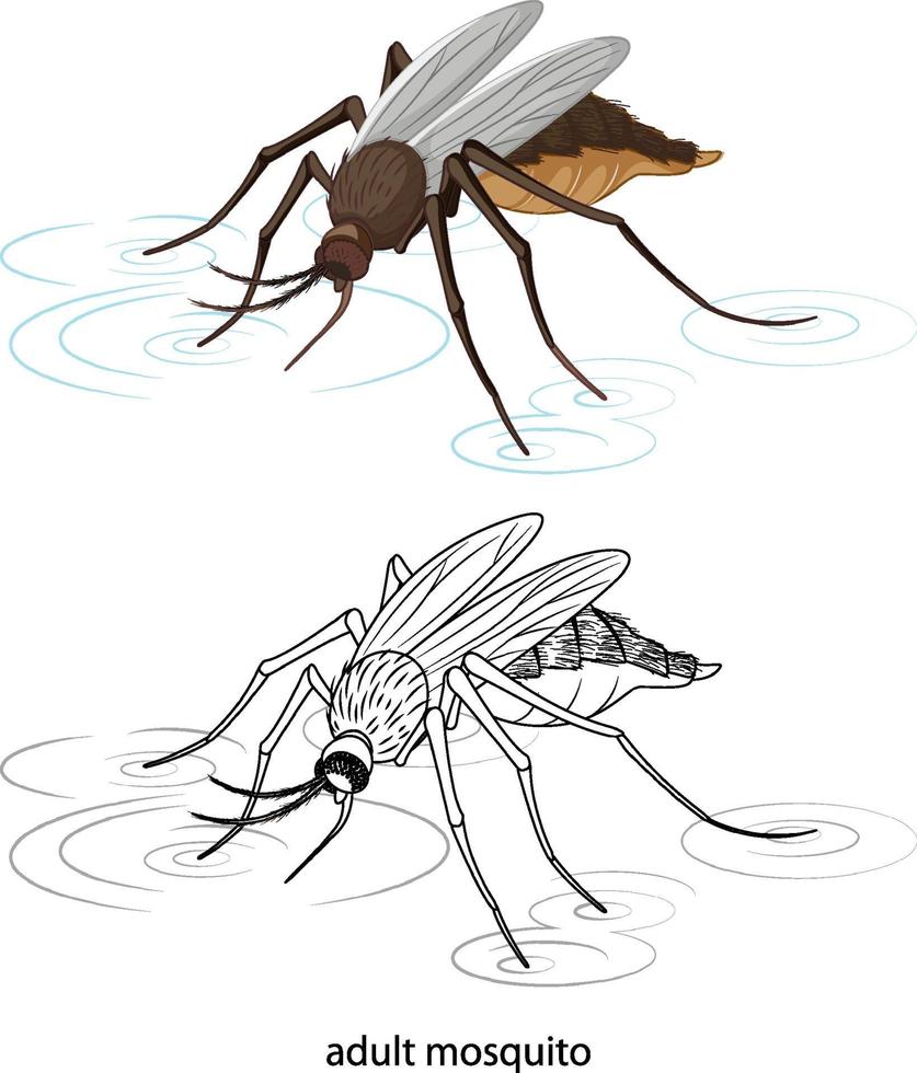 Mosquito en color y doodle sobre fondo blanco. vector