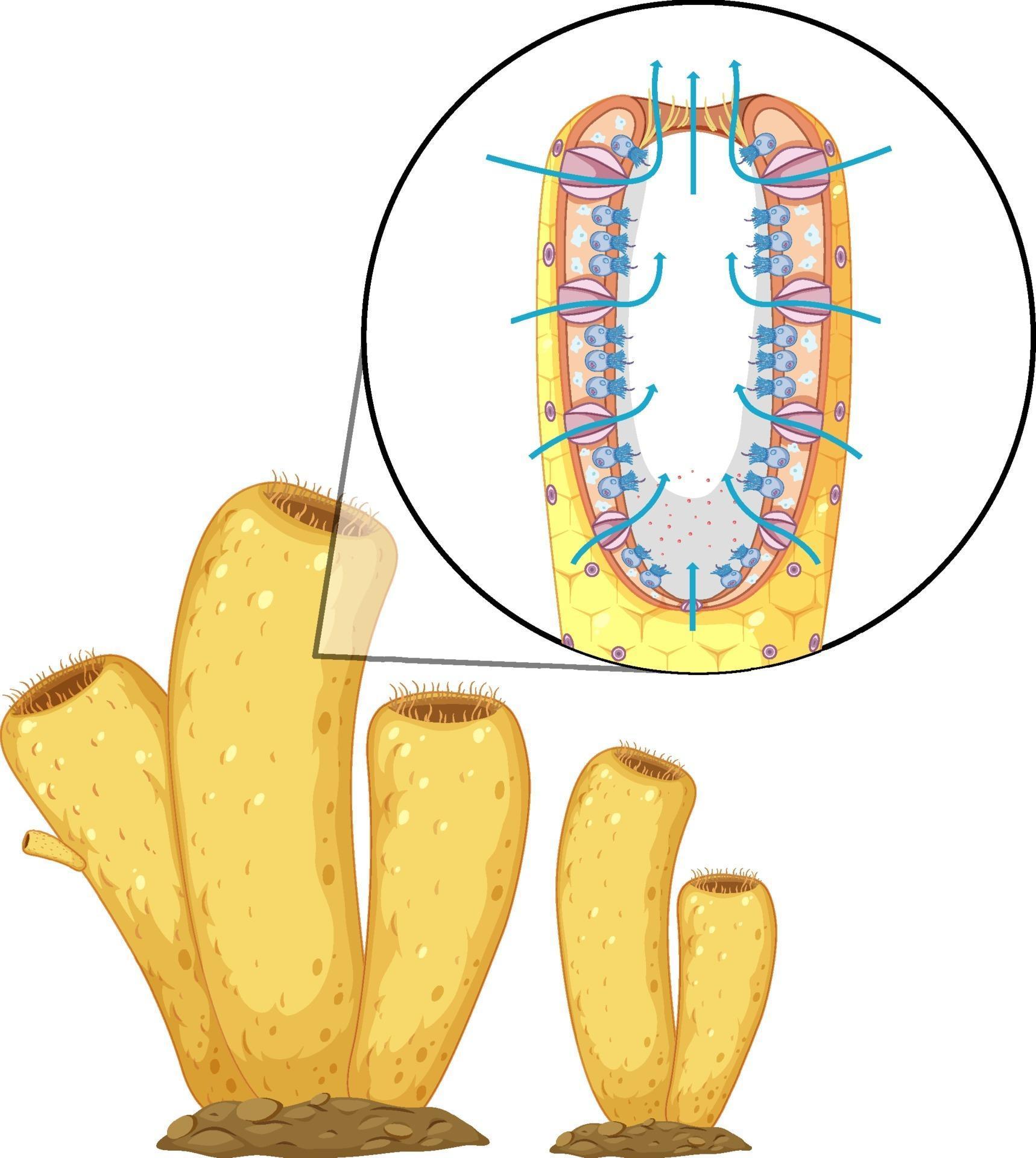 label the sponge how do sponges move label the sponge how do sponges move