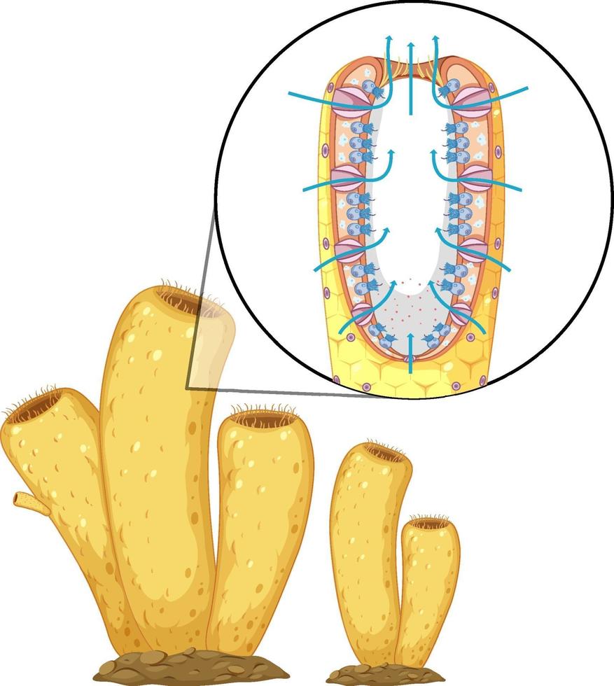 diagrama de la estructura de las esponjas para la educación en biología vector