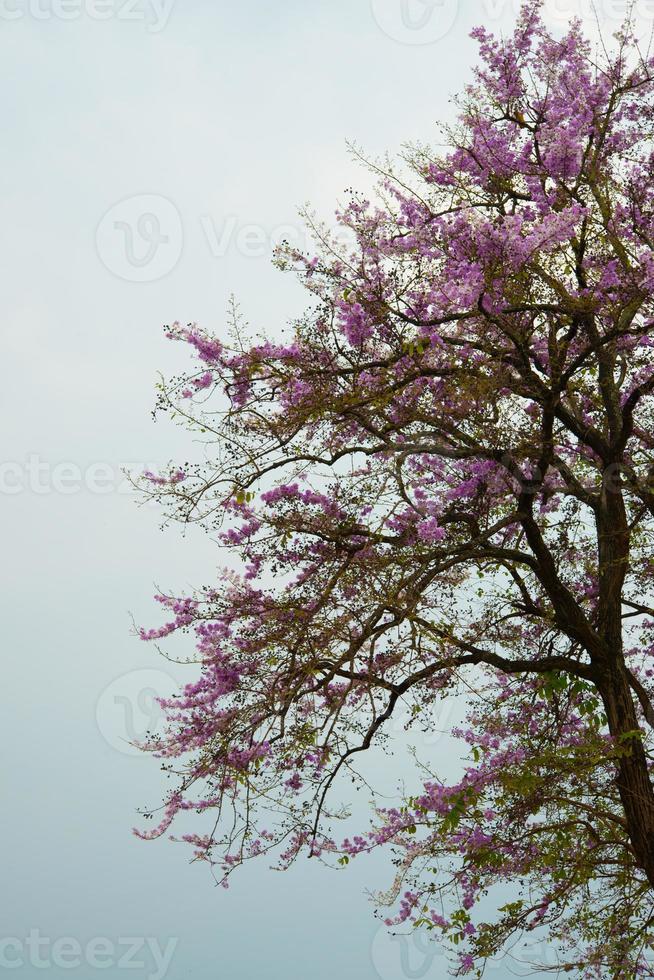 Wild Himalayan cherry tree on the mountain in Chiang Mai, Thailand photo