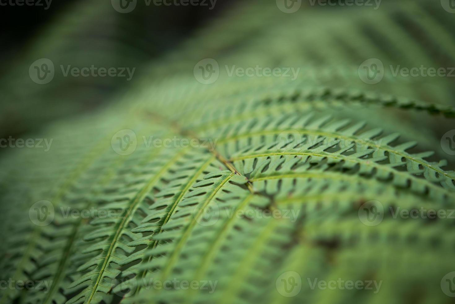 Close-up of green plant leaf photo
