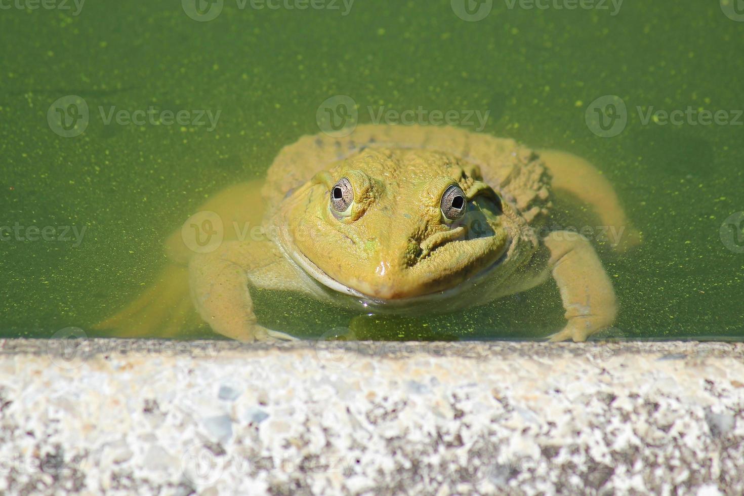 Frog partly submersed in dirty pond photo
