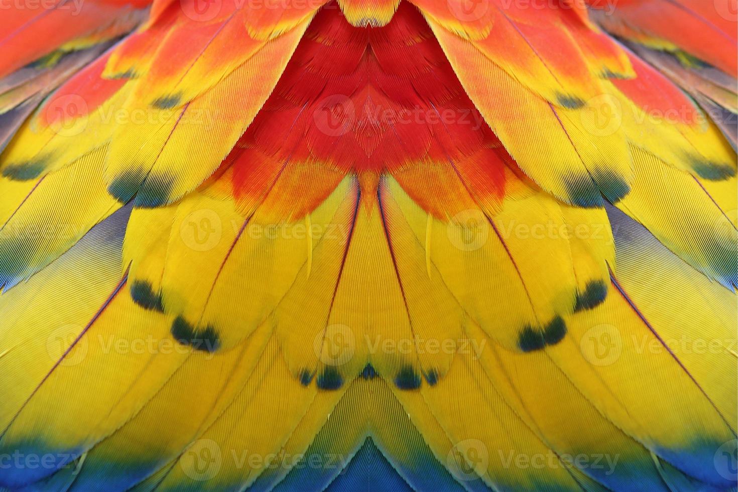 Colorful feathers for background or texture photo