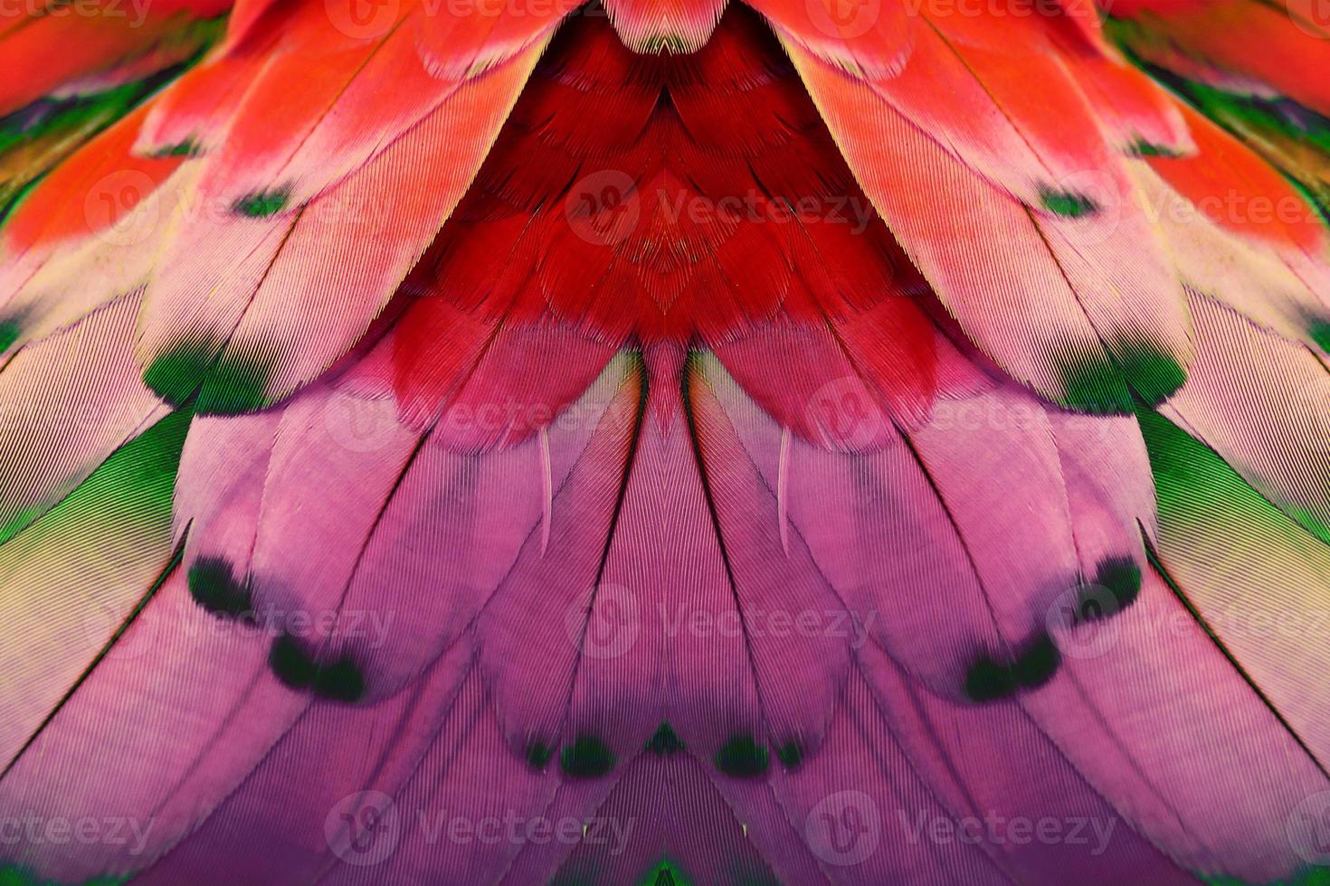 Colorful feathers for background or texture photo