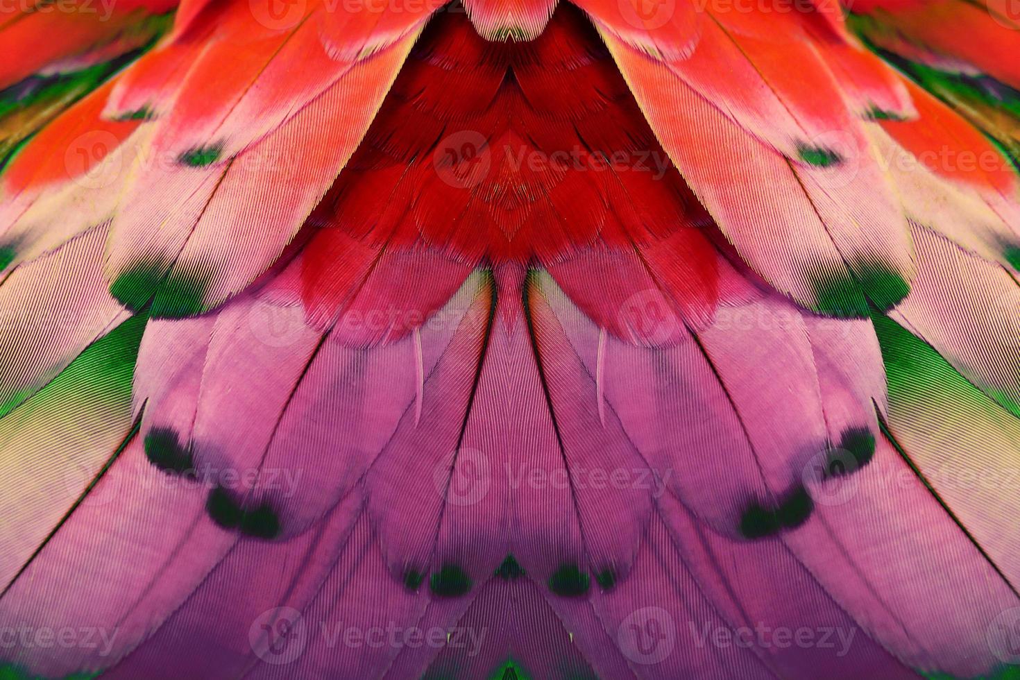 plumas de colores para el fondo o la textura foto