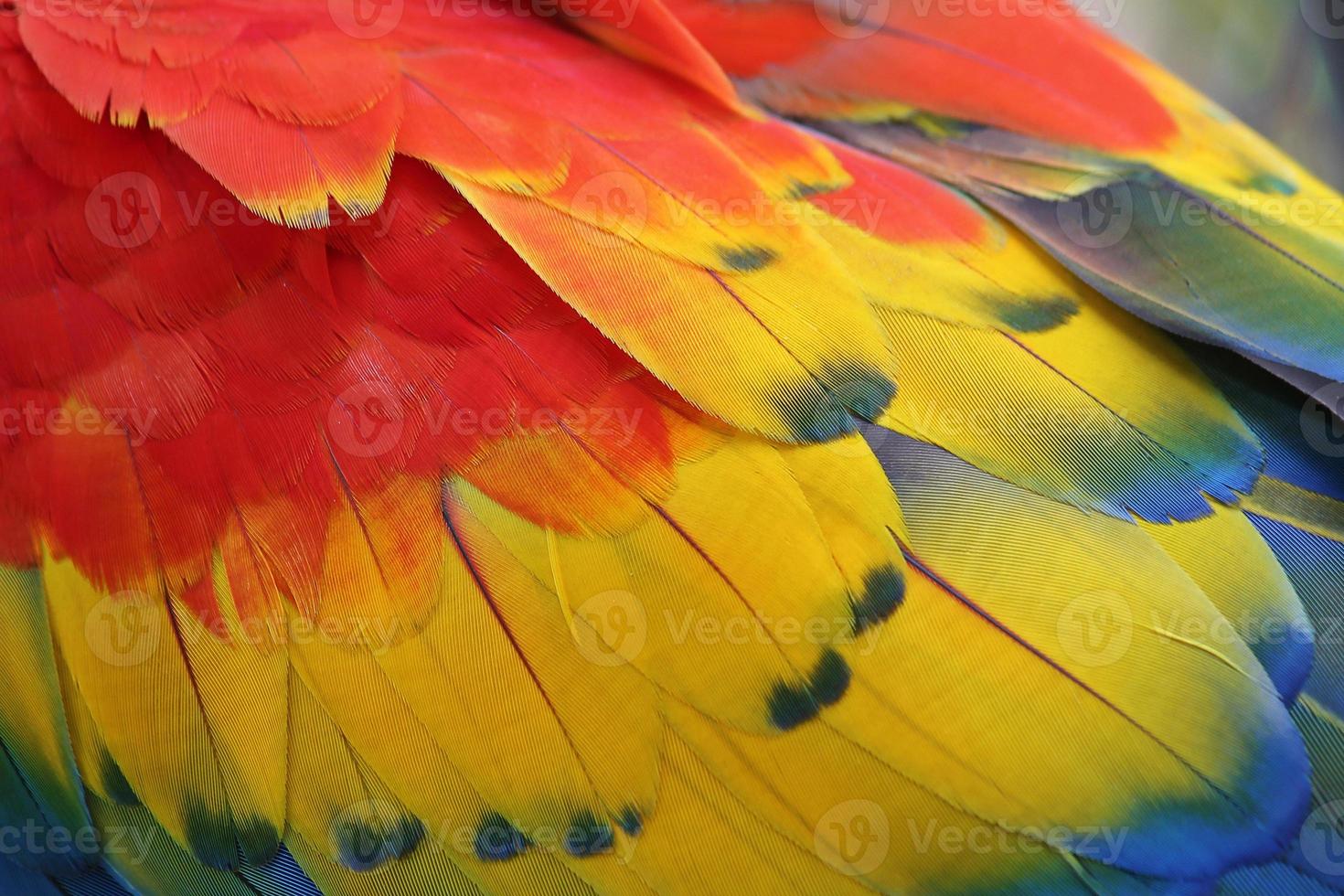 Colorful feathers for background or texture photo