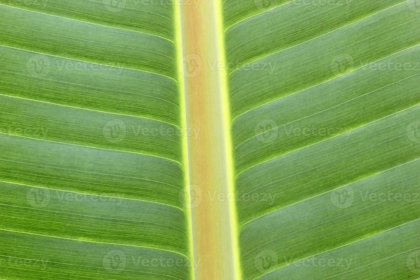 Close-up of banana leaf photo