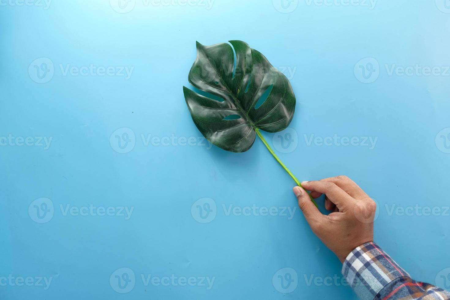 mano sosteniendo una hoja de palma sobre fondo azul foto