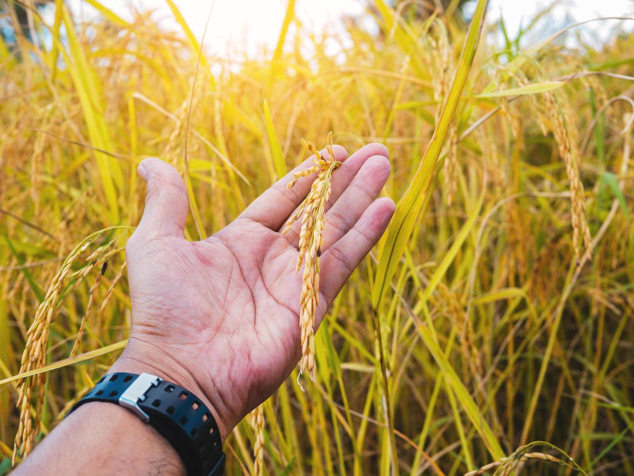 Hand holding stalk of golden rice in a field photo