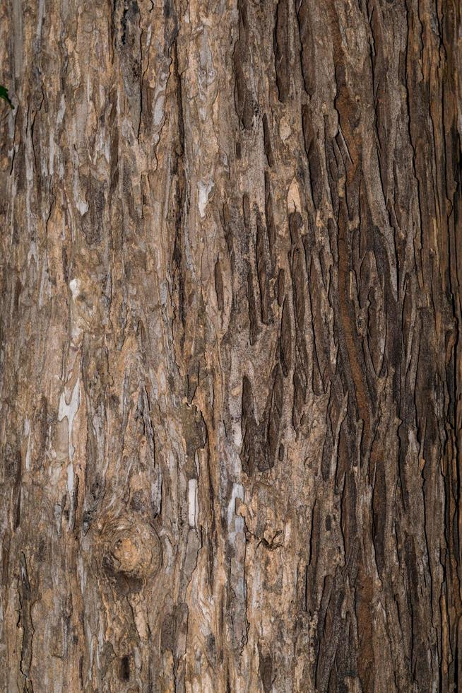 Close-up of tree trunk photo