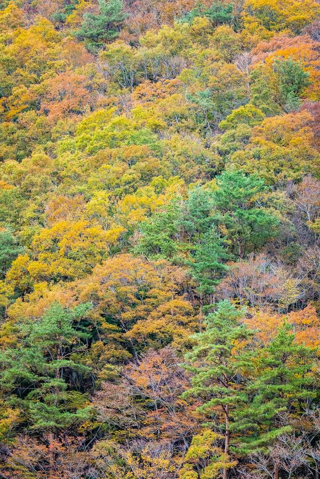 bosque en una montaña en otoño foto