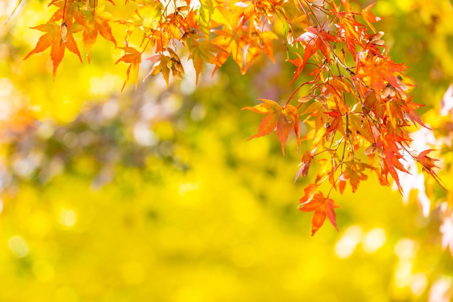 hermoso árbol de hoja de arce en otoño foto