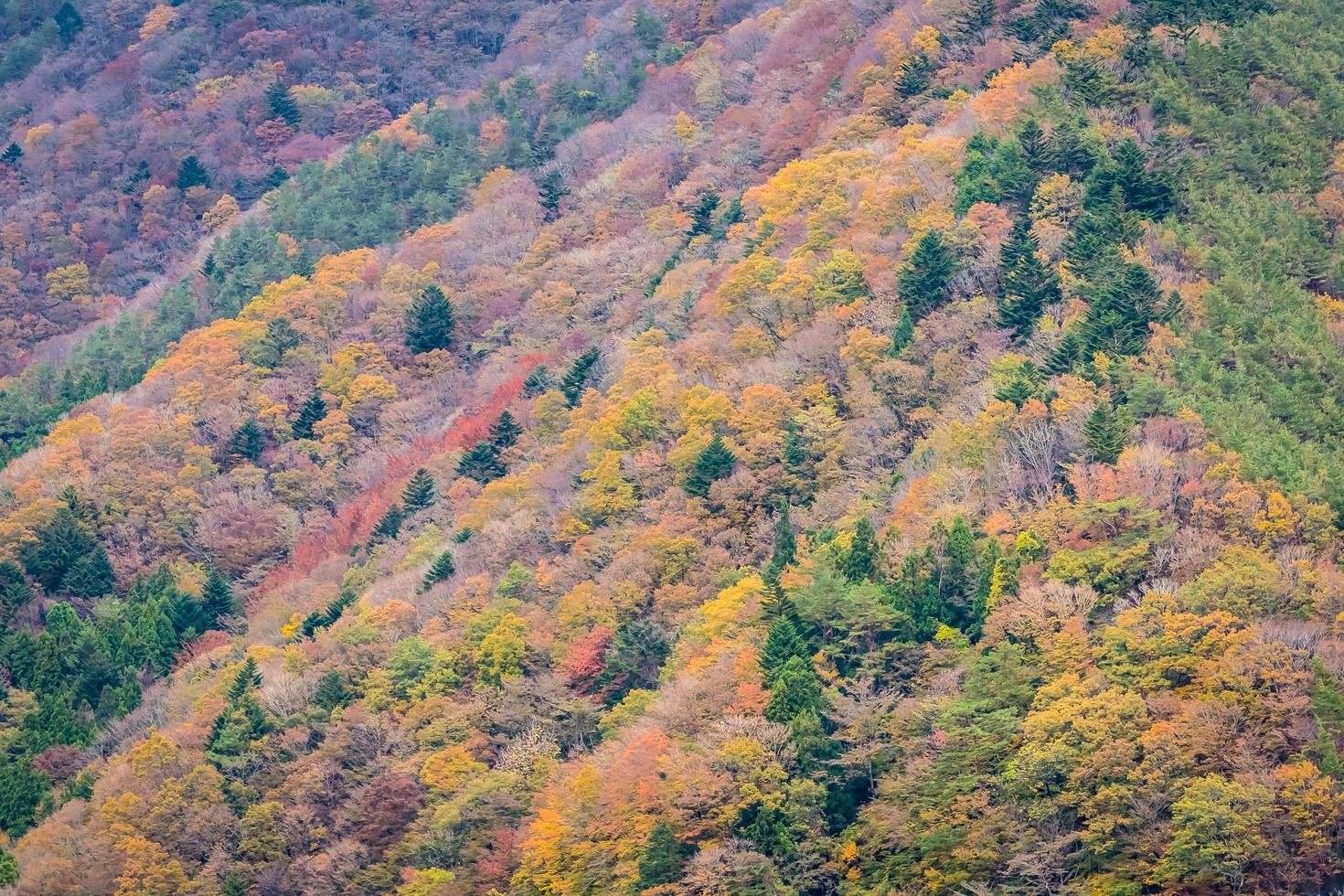 Forest on a mountain in autumn photo