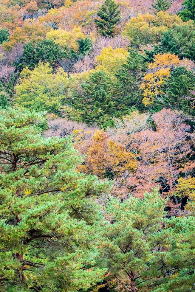 bosque en una montaña en otoño foto