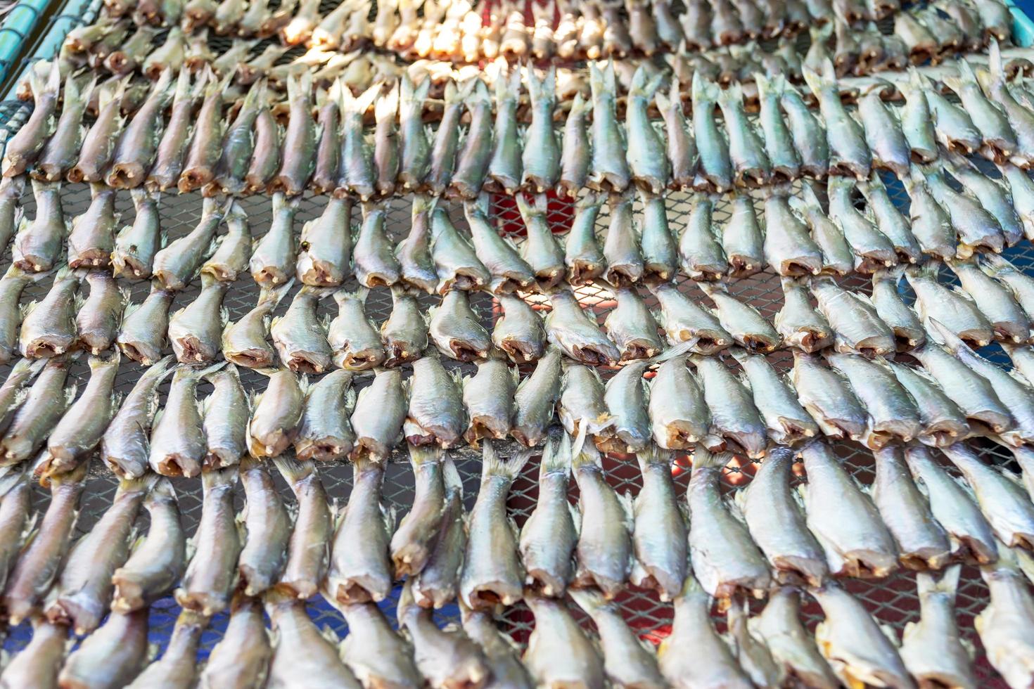 Rows of headless fish on net photo