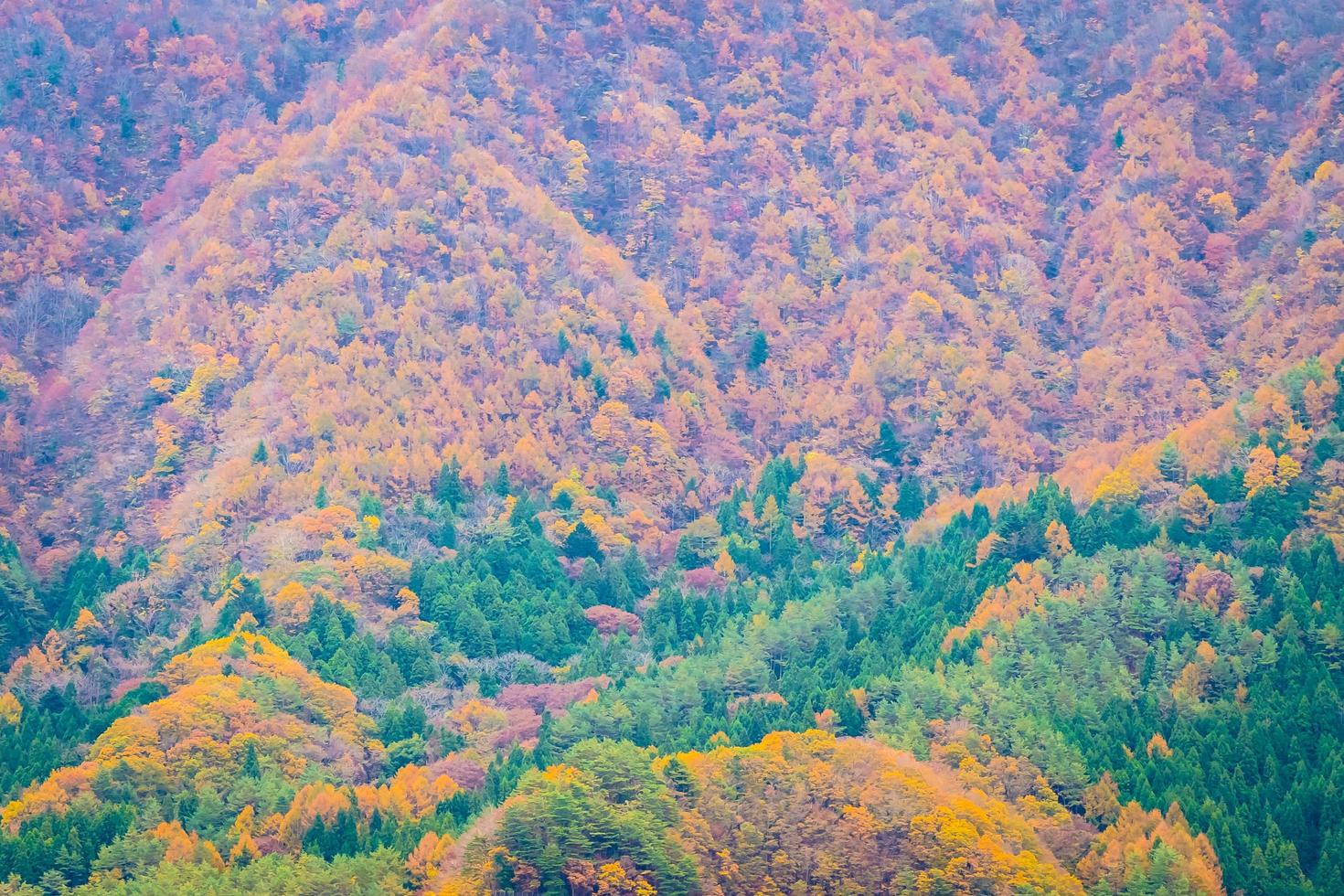 bosque en una montaña en otoño foto