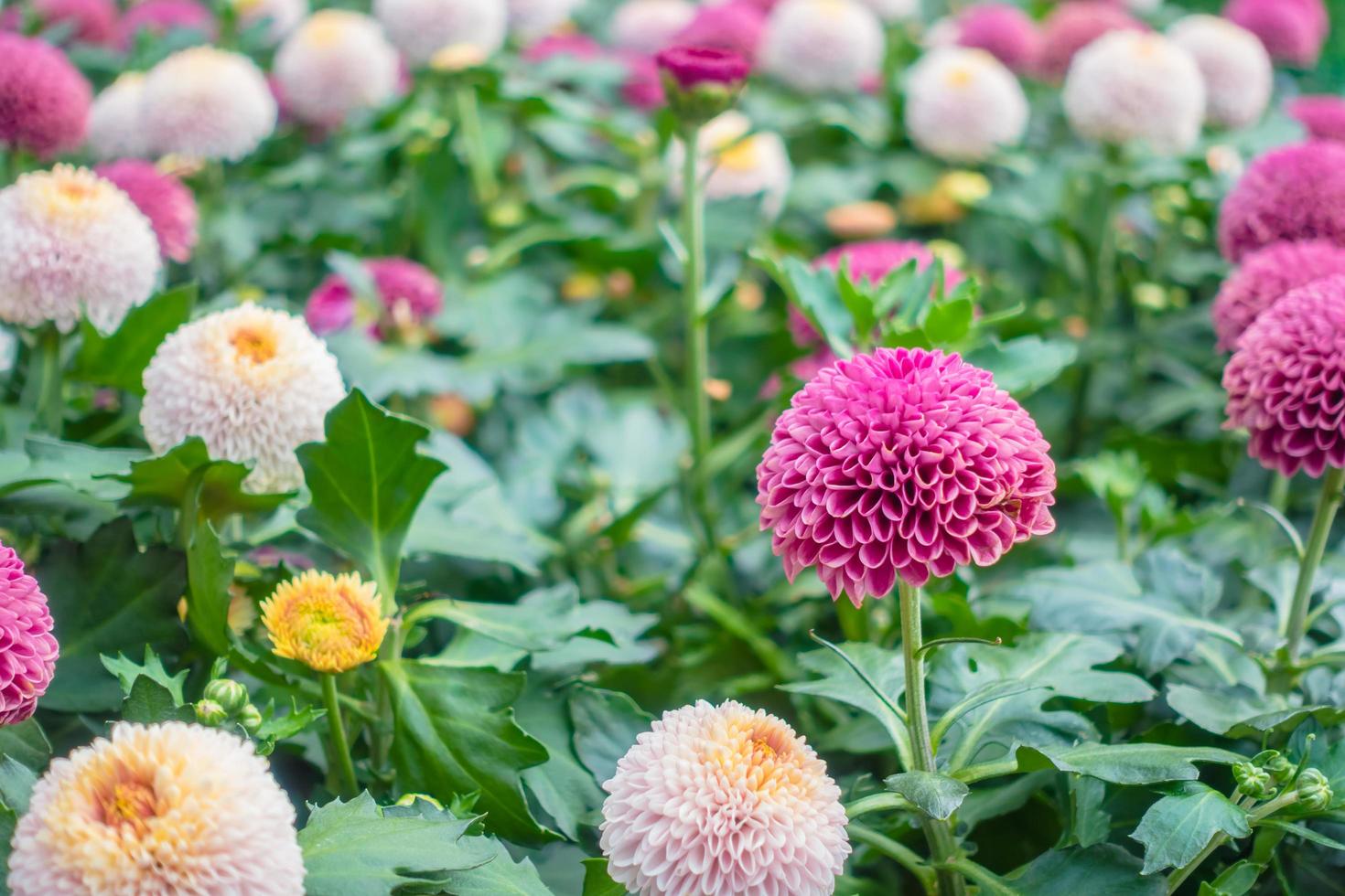 hermosas flores en el jardín foto