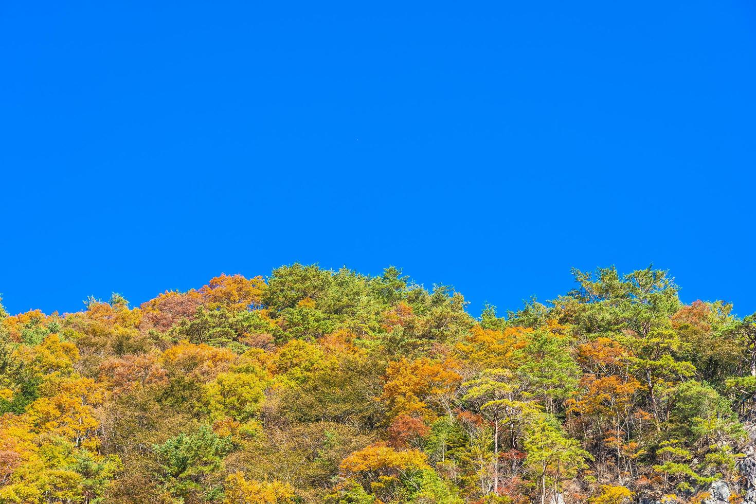 paisaje con arces en otoño foto