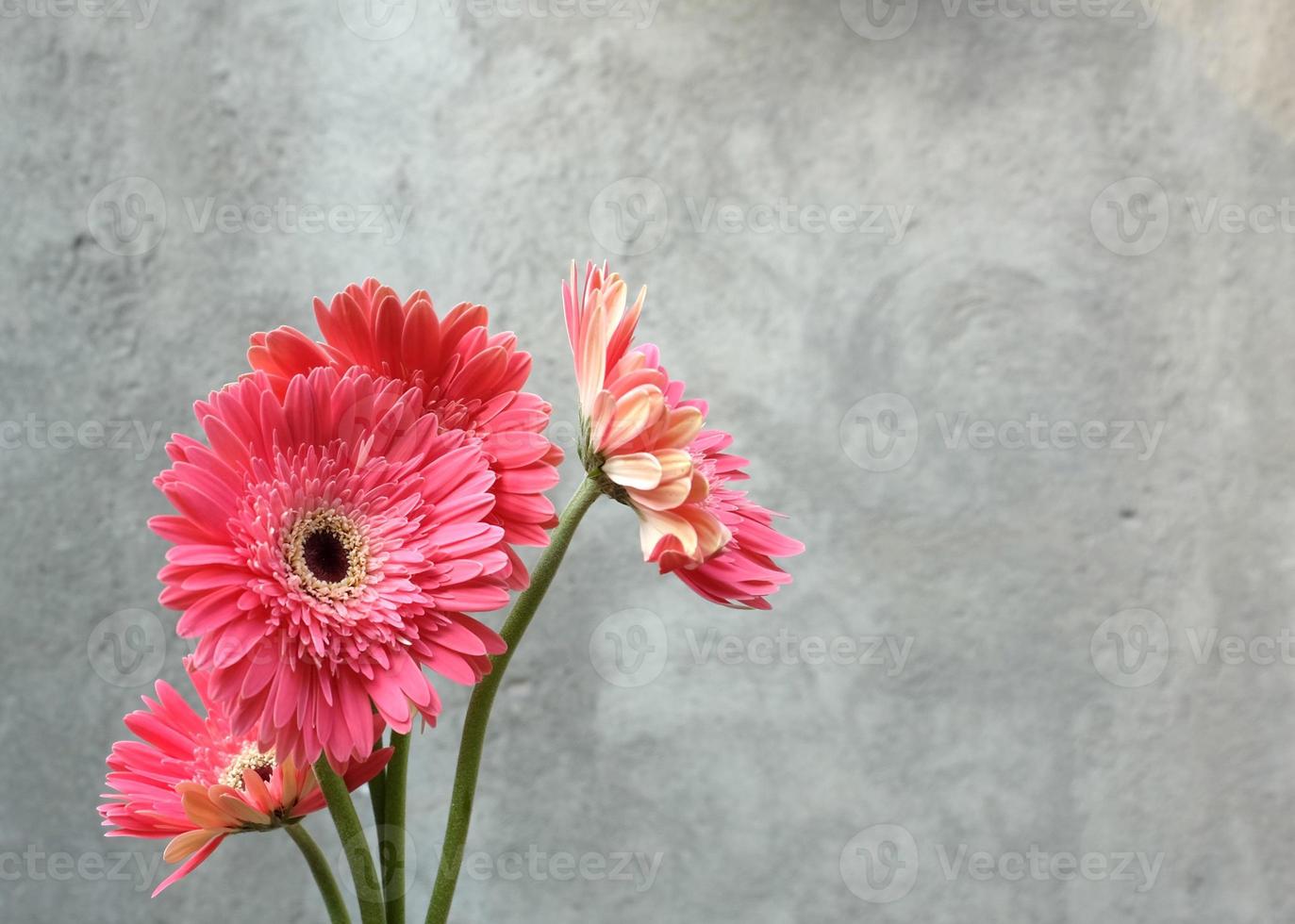 Bouquet of gerberra flower photo