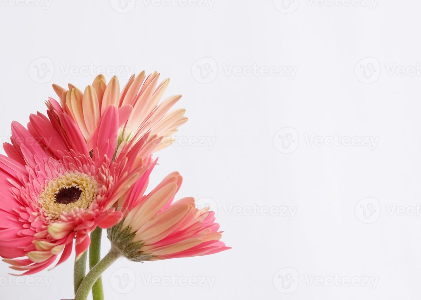 Pink flower on white background photo