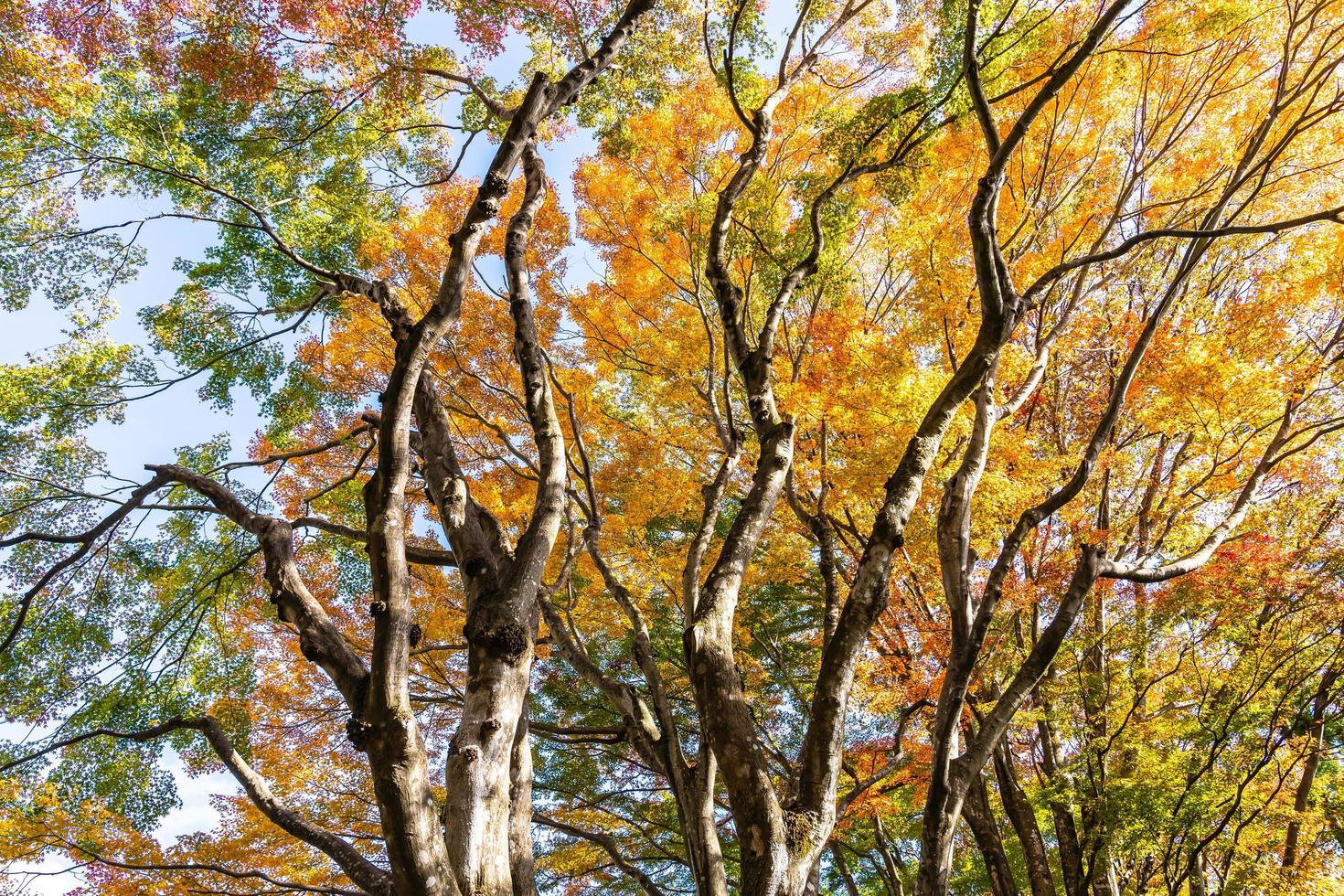 Beautiful maple tree in autumn photo