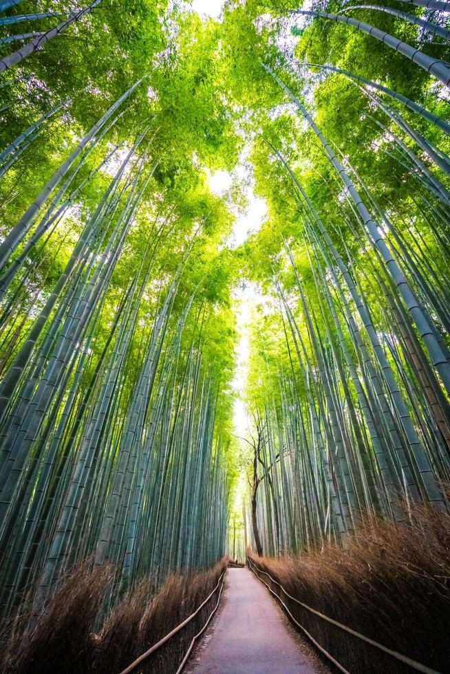 Arboleda de bambú en el bosque en Arashiyama, Kioto foto