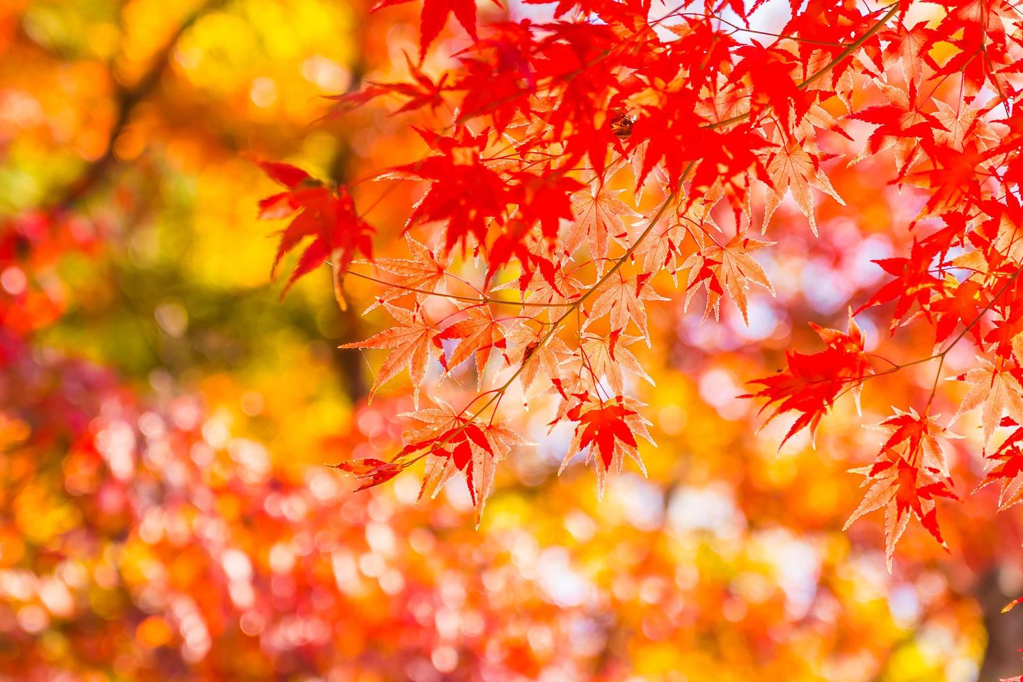 Beautiful maple trees in autumn photo