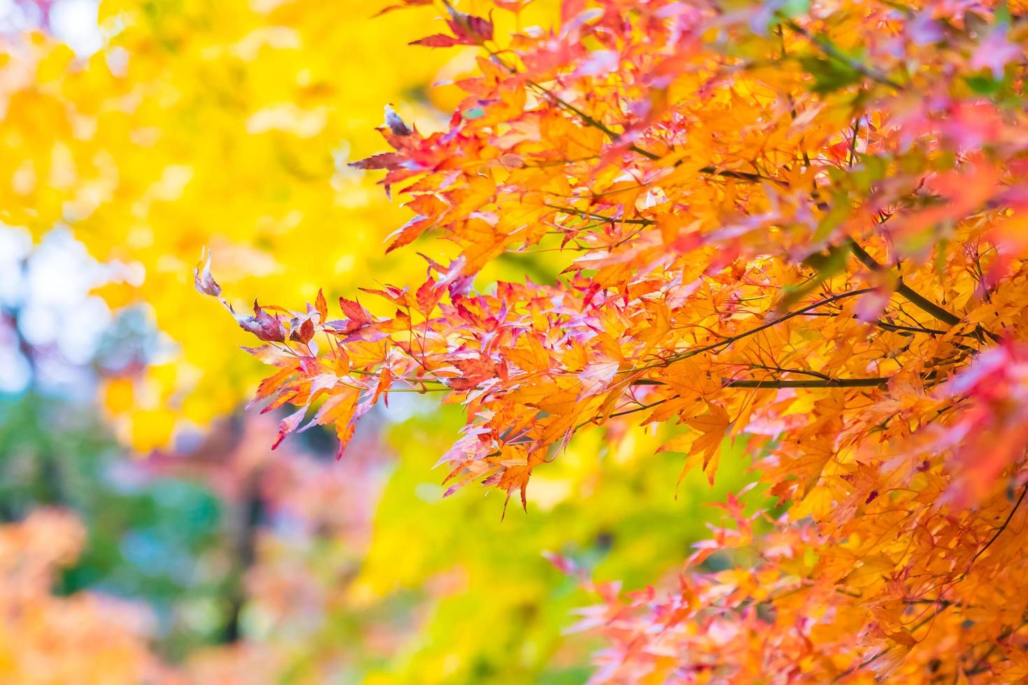 hermosos arces en otoño foto