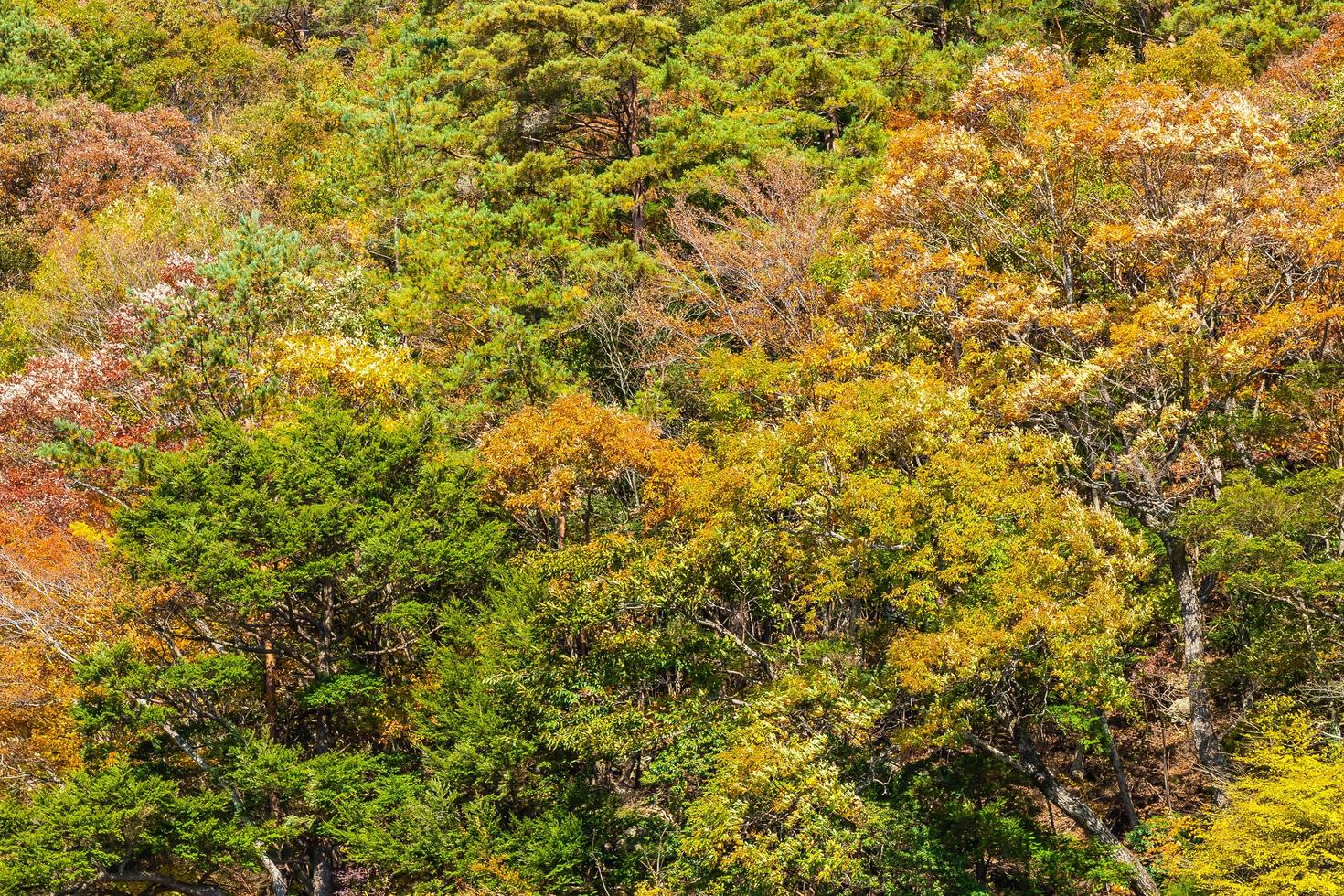 Maple trees in autumn season photo