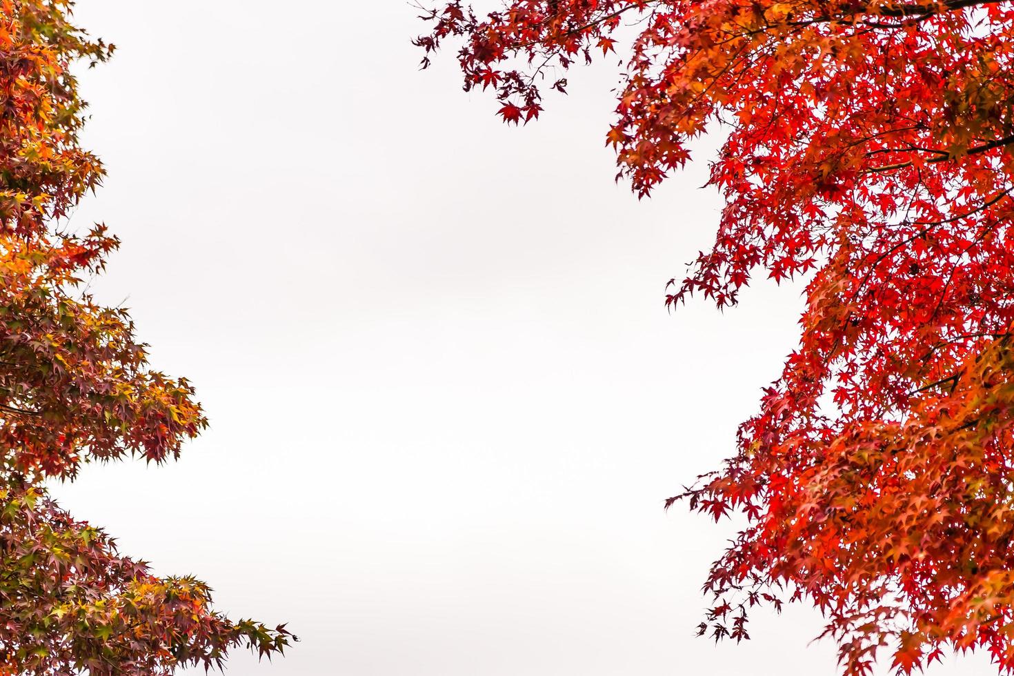 Beautiful maple trees in autumn photo