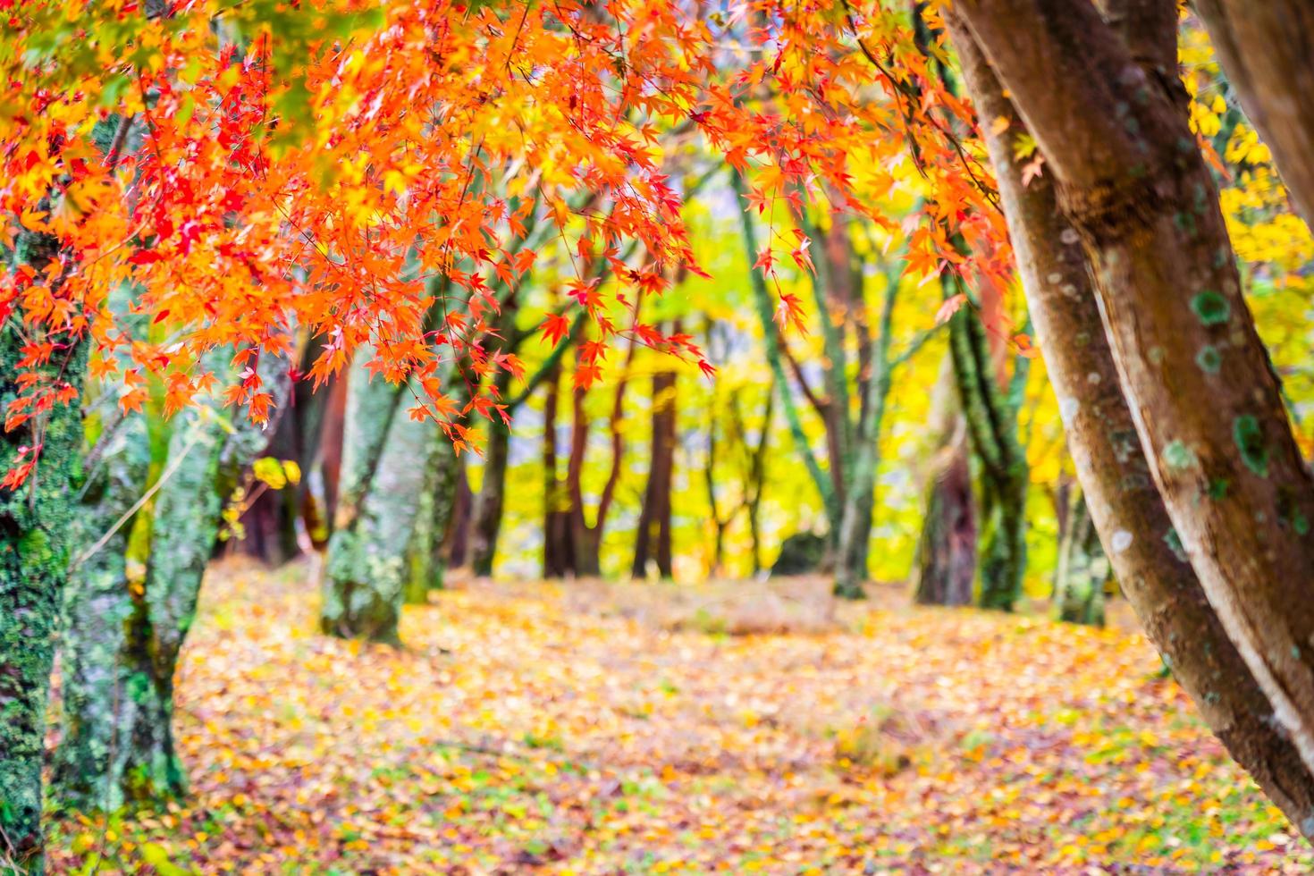 Beautiful maple leaf tree in autumn photo