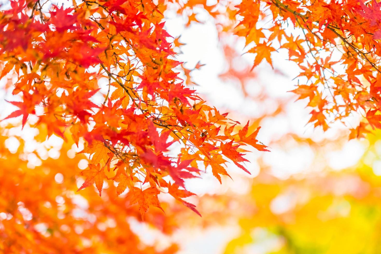 Beautiful maple trees in autumn photo