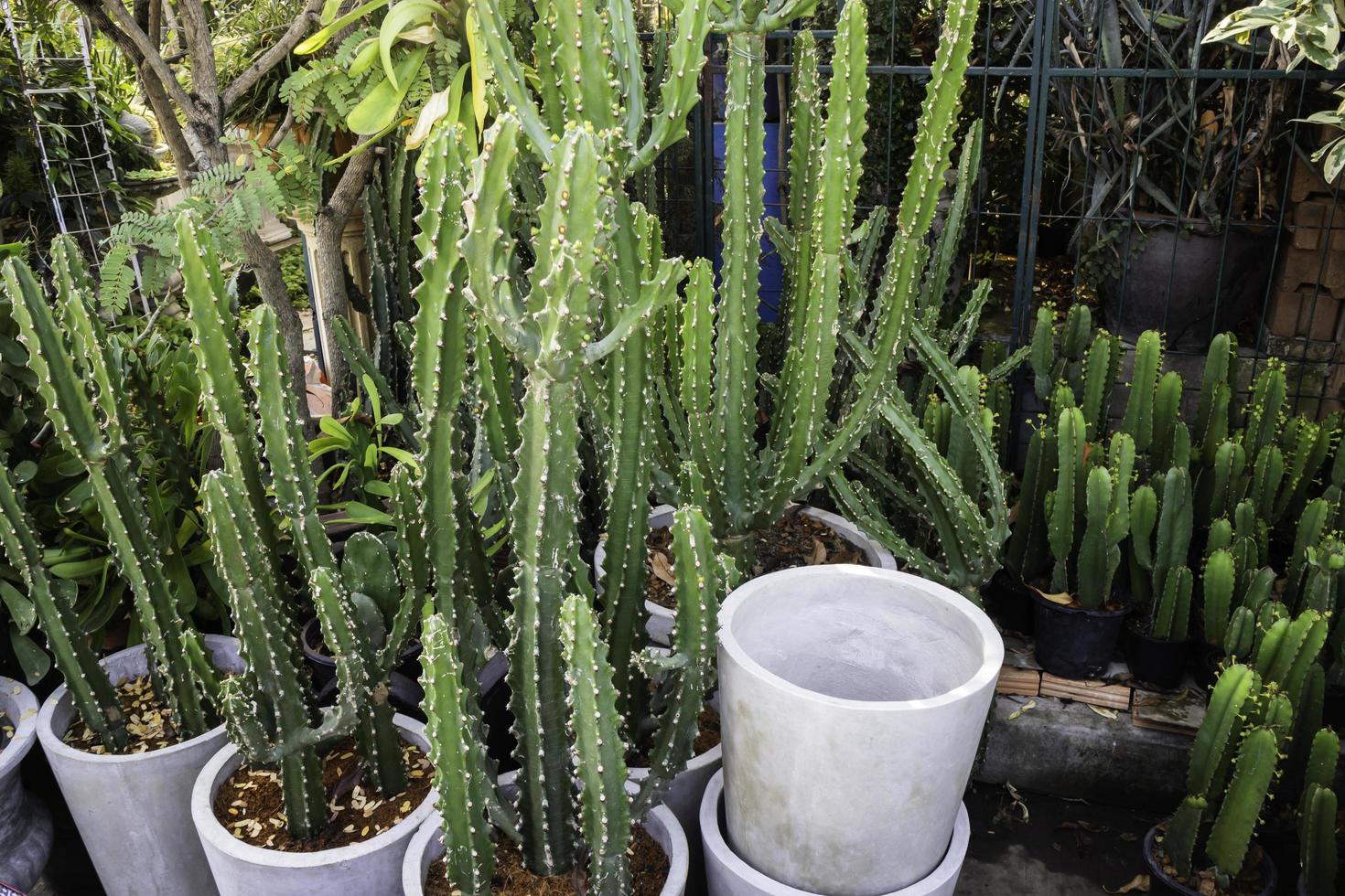 Cacti in plant pots photo