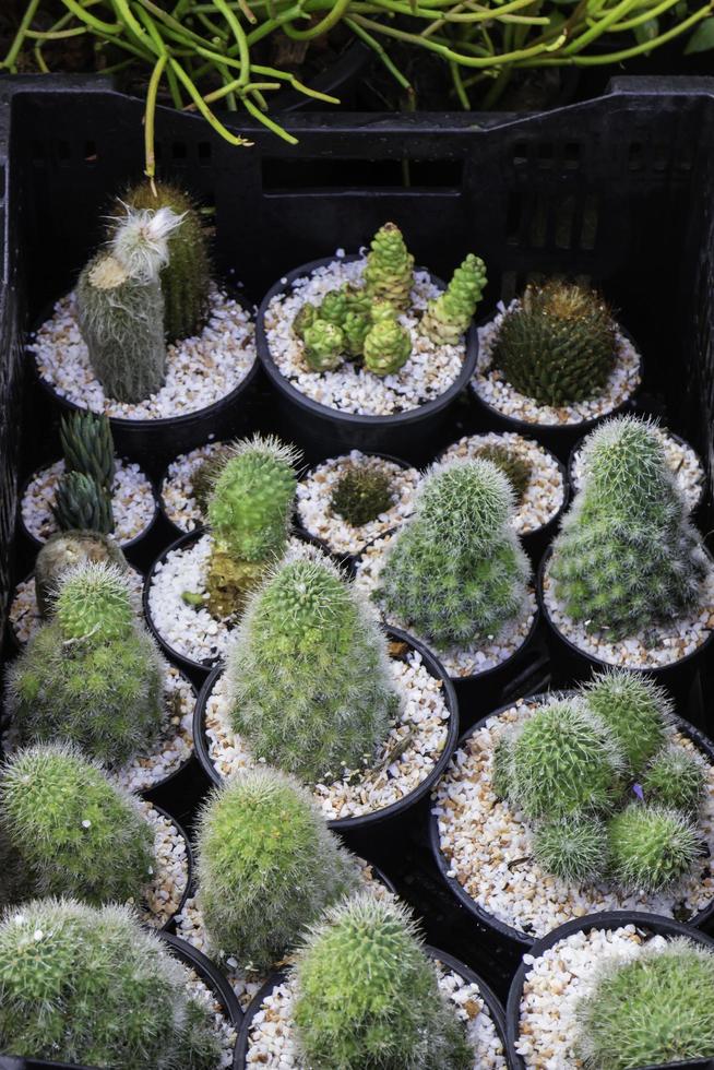 plantas de cactus en macetas foto