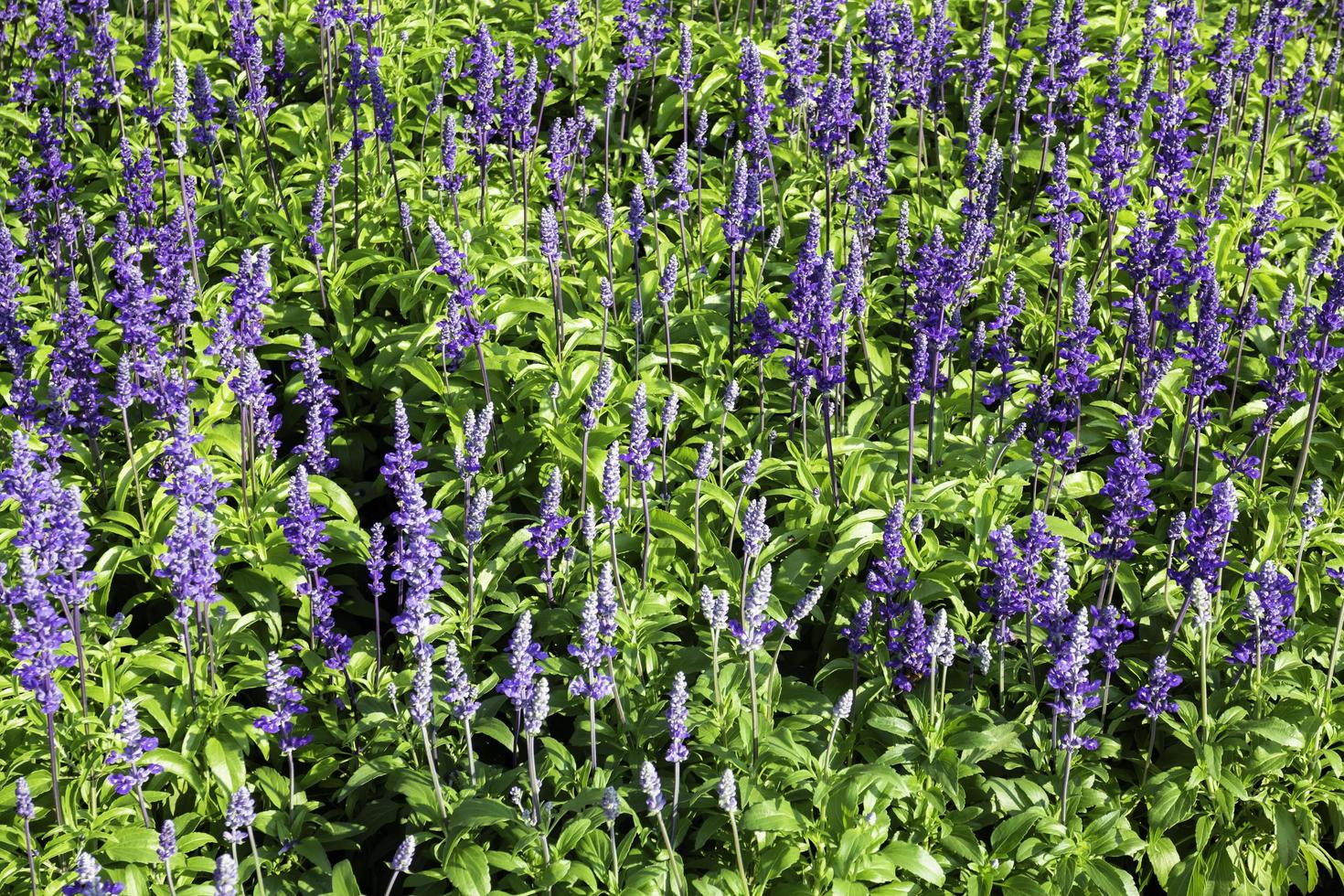 Blue lupines in a field photo