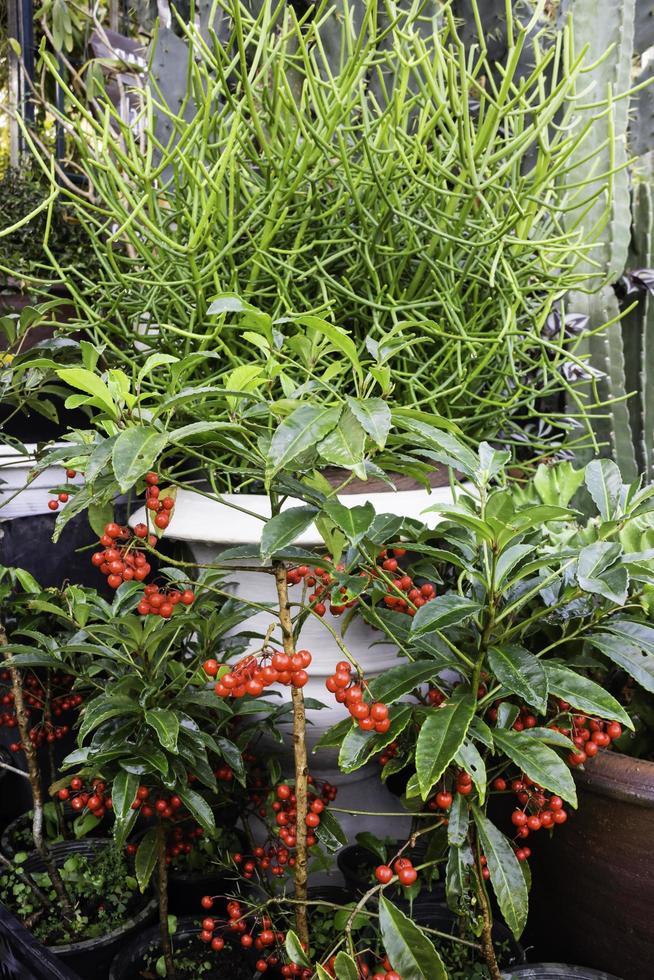 plantas en un jardín foto